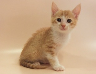 白茶1号 おとこの子 700グラム