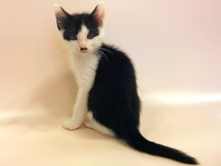 白黒男爵 おとこの子 800グラム