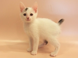 ボブ子 おんなの子 660グラム