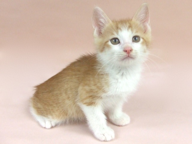 白茶2号 おとこの子 660グラム