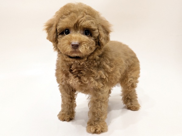 トイ・プードル