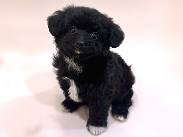 ミックス（犬）