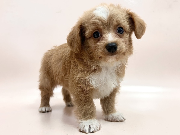 ミックス（犬）