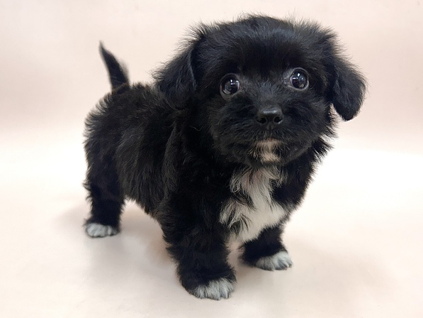 ミックス（犬）