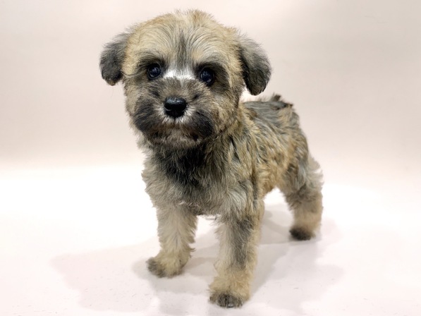 ミックス（犬）