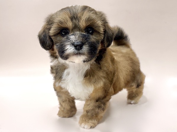 ミックス（犬）