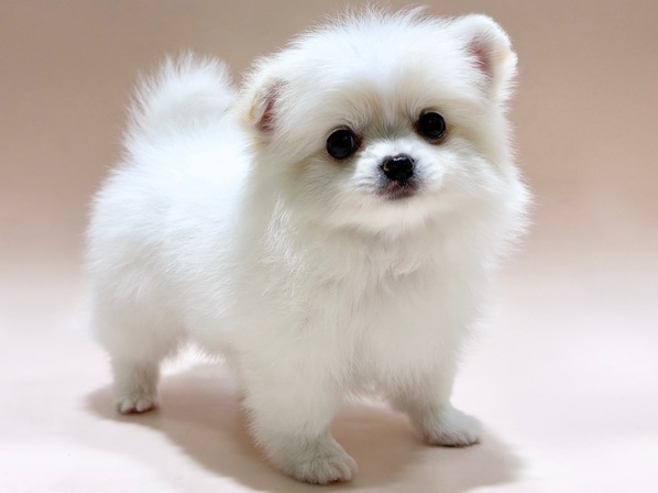 ミックス（犬）