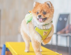 山田　春果のペット自慢