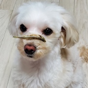 木下　芳江のペット自慢