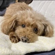 堀内　ことみのペット自慢