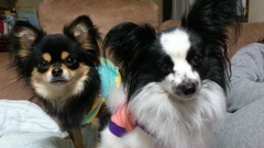 倉田　和希のペット自慢