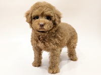 トイ・プードル