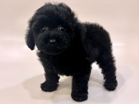 トイ・プードル