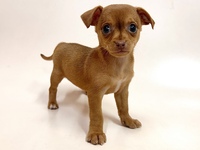 ミックス（犬）