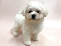 ビション・フリーゼ