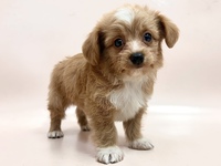 ミックス（犬）