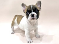 フレンチ・ブルドッグ