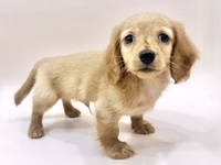 カニーンヘン・ダックスフンド