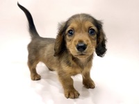 ミニチュア・ダックスフンド